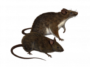 mice, rodents, small mammals, animal illustration, Rat PNG