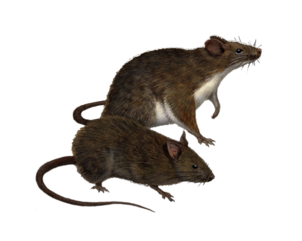 Ratten -PNG Clipart