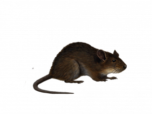 mouse, rodent, small mammal, nocturnal animal, Rat PNG