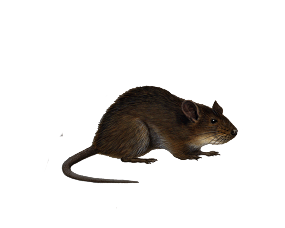 Ratten -PNG -Bild