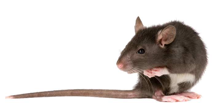 Ratte PNG