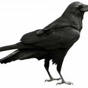 Raven Ücretsiz Png Görüntü