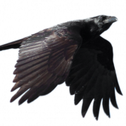 Raven Png Dosyası