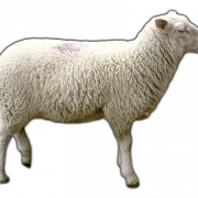 Schafe PNG