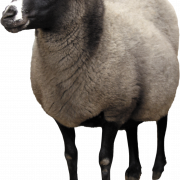 Schafe PNG Bild