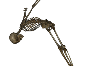 Image squelette PNG