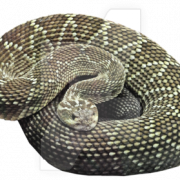 Snake gratis PNG -afbeelding