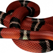 Snake PNG -bestand