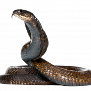 Snake Png HD