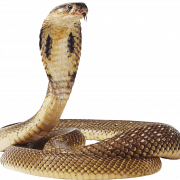 Snake PNG -afbeelding