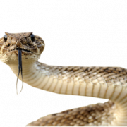 Snake PNG -afbeeldingen