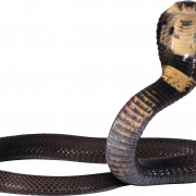 Snake png pic