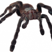 Spider PNG -bestand