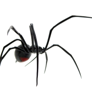 Spider PNG -afbeelding