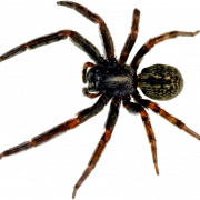 Spider PNG -foto