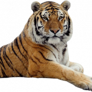 Тигр бесплатный PNG -изображение