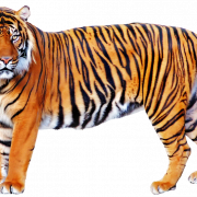 Gambar Tiger PNG