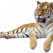 Gambar Tiger PNG