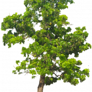 Дерево фон PNG изображение