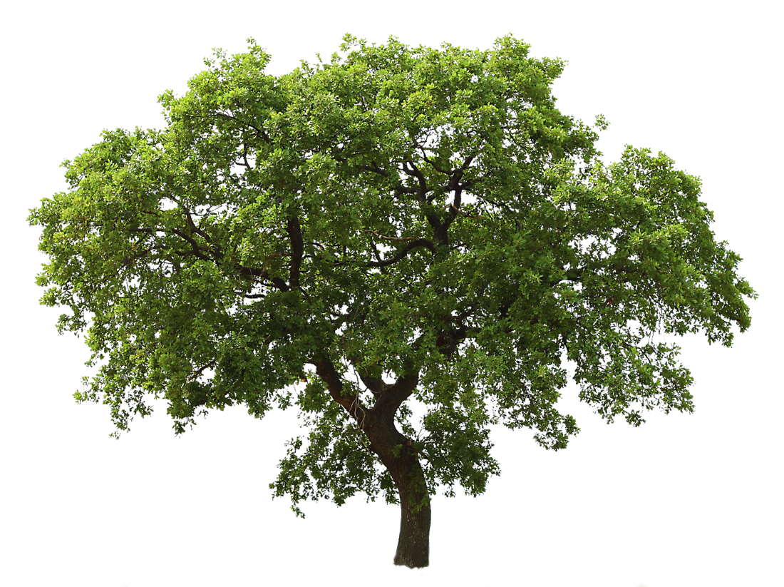Tree Drawing png download - 1600*1600 - Free Transparent Final