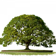 PNG livre de árvores