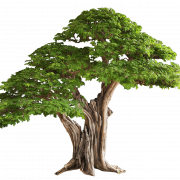 Imagem PNG livre de árvore