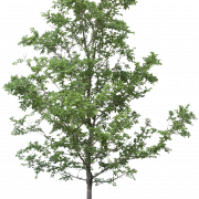 Árvore PNG Clipart