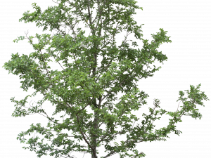 tree, foliage png, green leaves, nature, Tree PNG