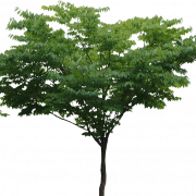 Дерево PNG -файл