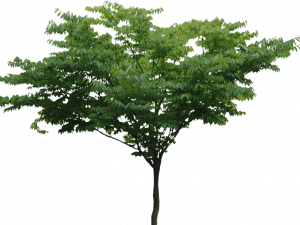 tree, green foliage, natural habitat, outdoor plant, Tree PNG