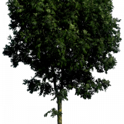 Дерево PNG Image HD