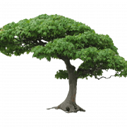 Imagem PNG da árvore
