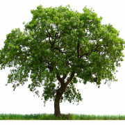 PNG livre transparente de árvore