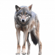 Wolf Unduh PNG