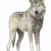 Wolf png