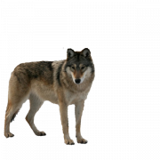 Wolf Png HD