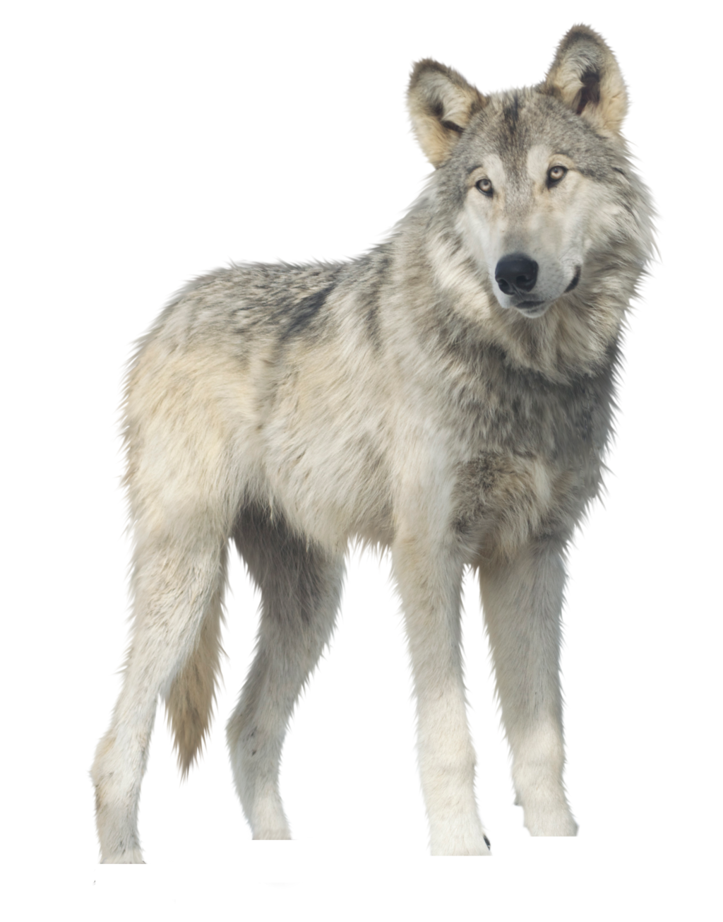 Wolf PNG Image - PurePNG Free transparent CC0 PNG Image Library