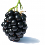 Blackberry Fruchtpng Clipart