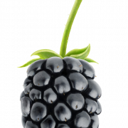 Blackberry Fruit PNG Bild