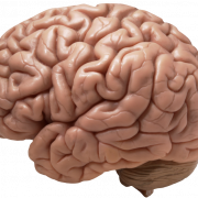 ภาพสมอง PNG