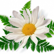 Camomile kostenloser Download PNG