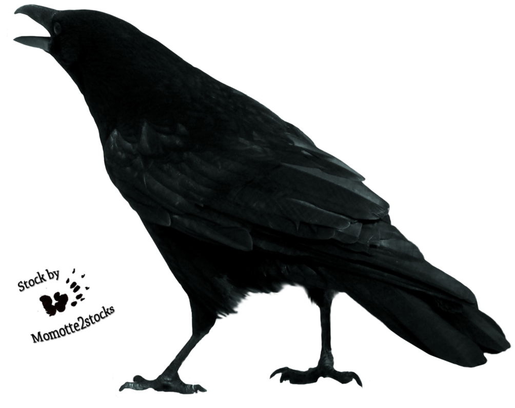 Crow gratis download PNG