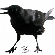 Crow Free PNG รูปภาพ