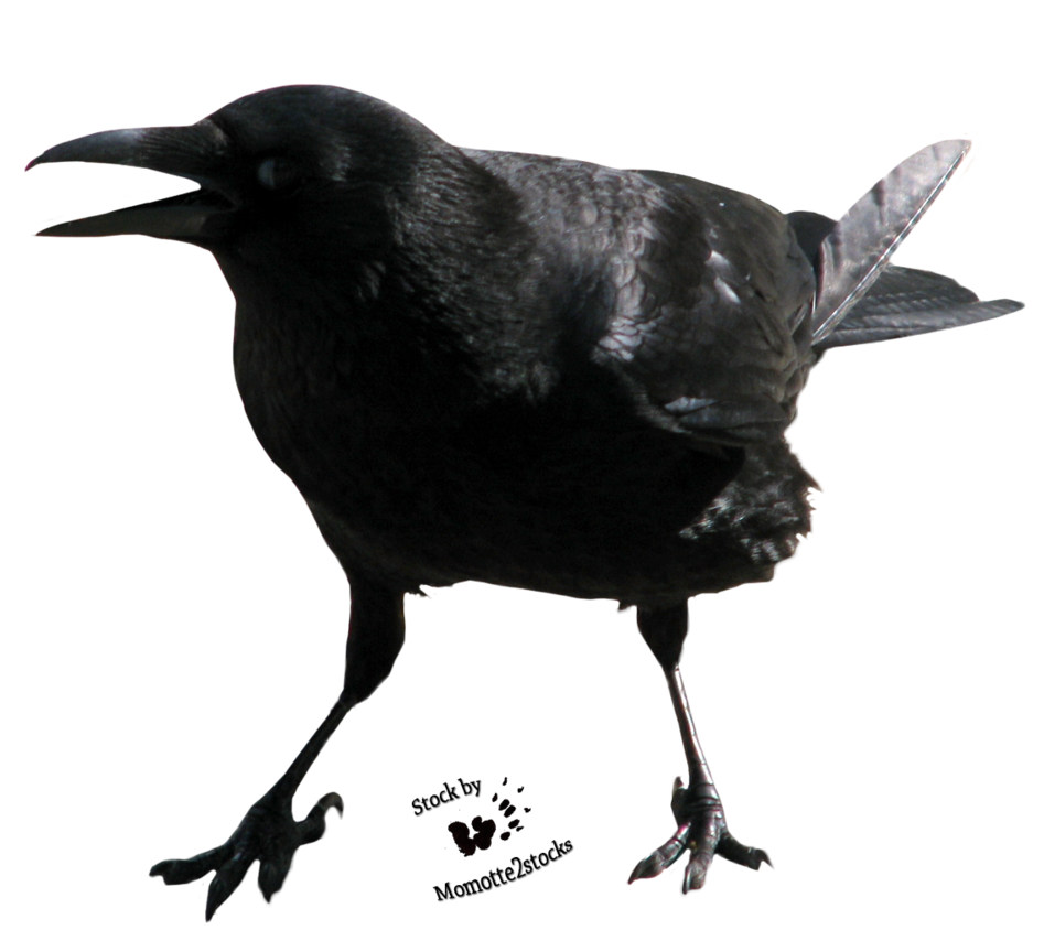 Crow gratis PNG -afbeelding
