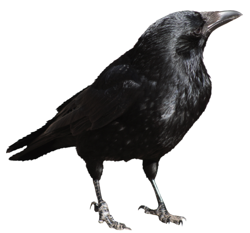 Crow PNG -bestand