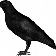 Crow Png Bild
