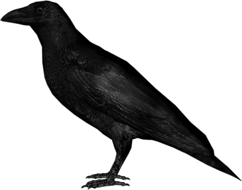 Crow PNG -afbeelding