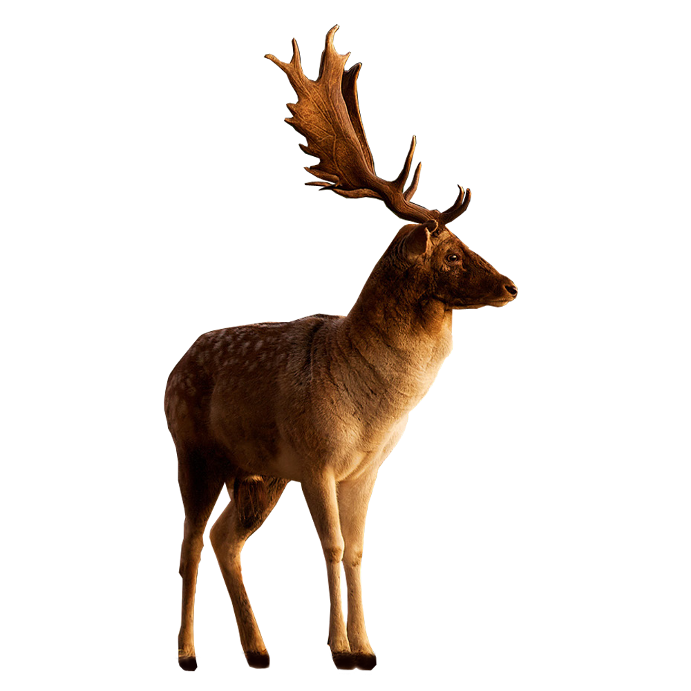 Deer Free Png Image Png All Png All