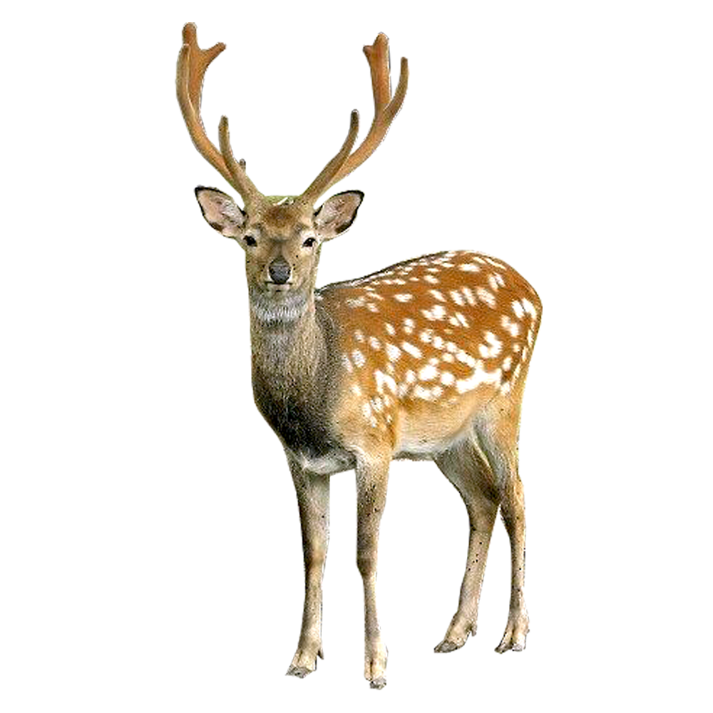 ملف Deer PNG