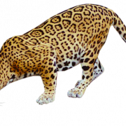 Imagen PNG gratis de Jaguar